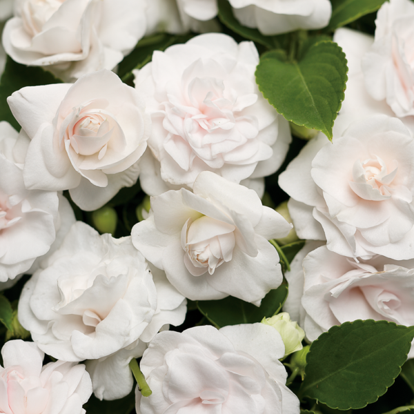 Impatiens Rockapulco® White