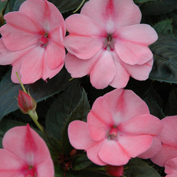 Imp. SunPatiens® Compact Blush Pink