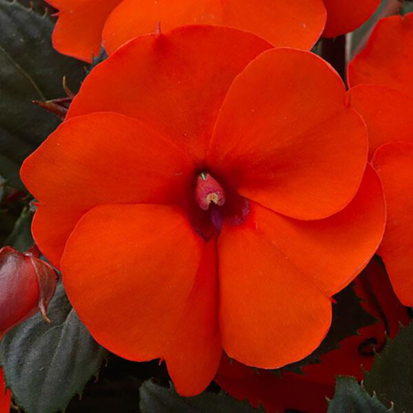 Imp. SunPatiens® Compact Hot Coral