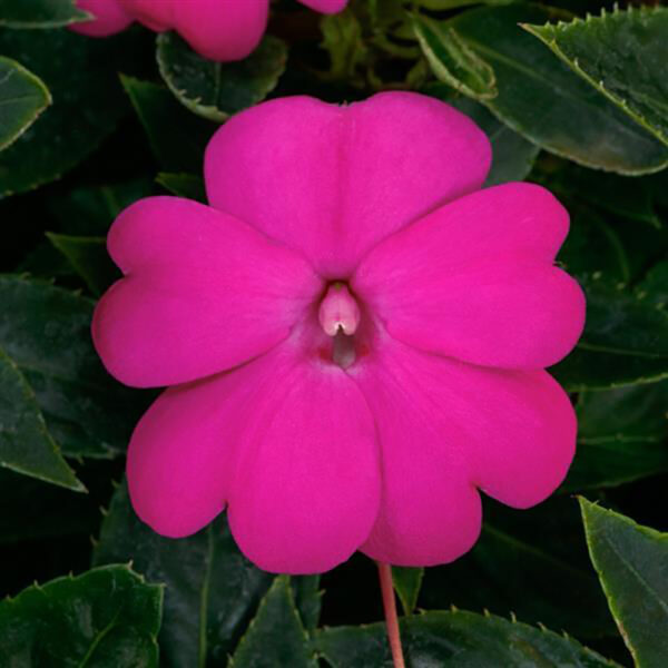 Imp. SunPatiens® Compact Lilac