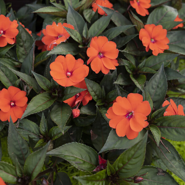 Imp. SunPatiens® Compact Orange