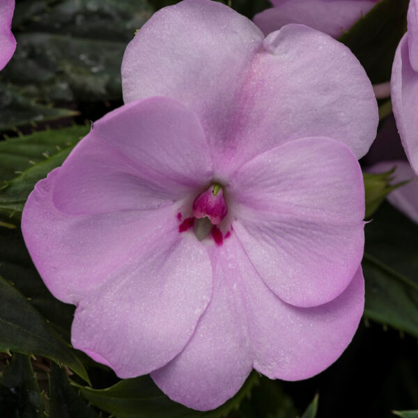 Imp. SunPatiens® Compact Orchid Blush