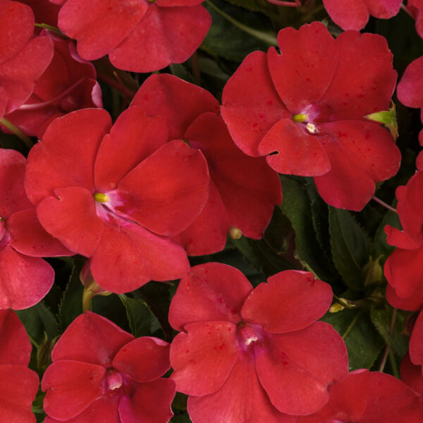 Imp. SunPatiens® Compact Red