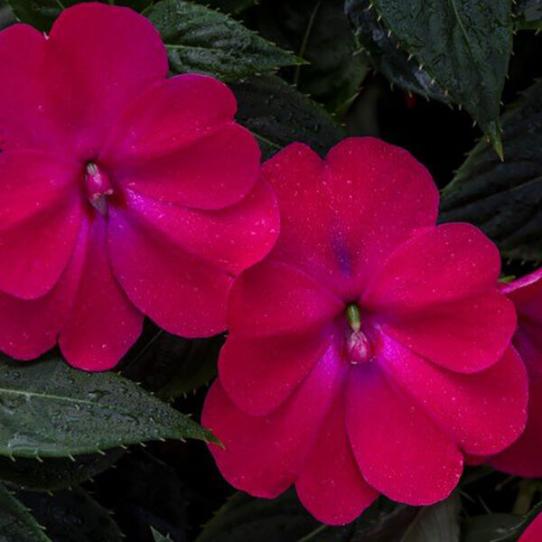 Imp. SunPatiens® Compact Rose Glow