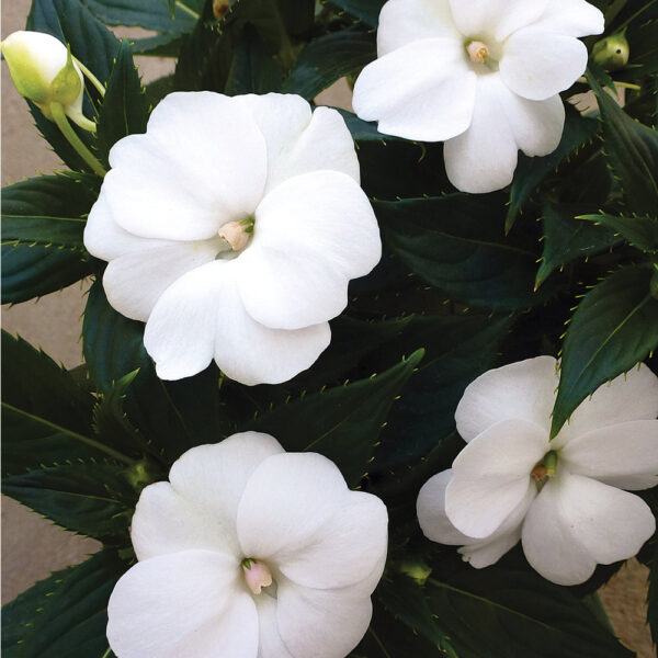 Imp. SunPatiens® Compact White