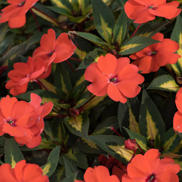 Imp. SunPatiens® Vigorous Tropical Orange