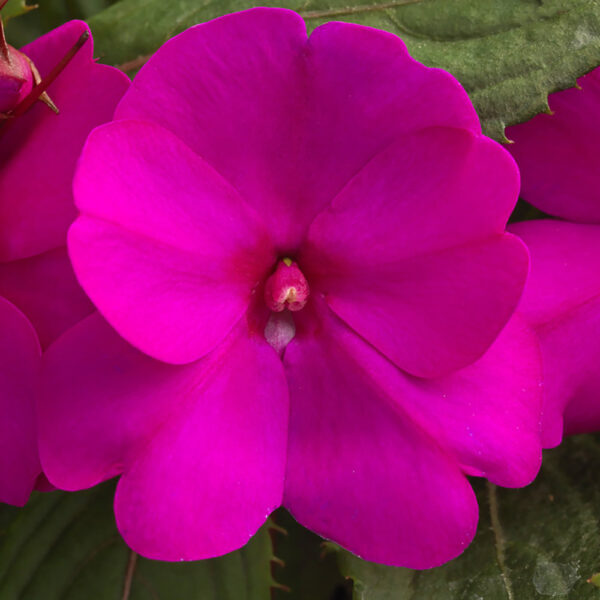 Imp. Sunpatiens® Compact Purple