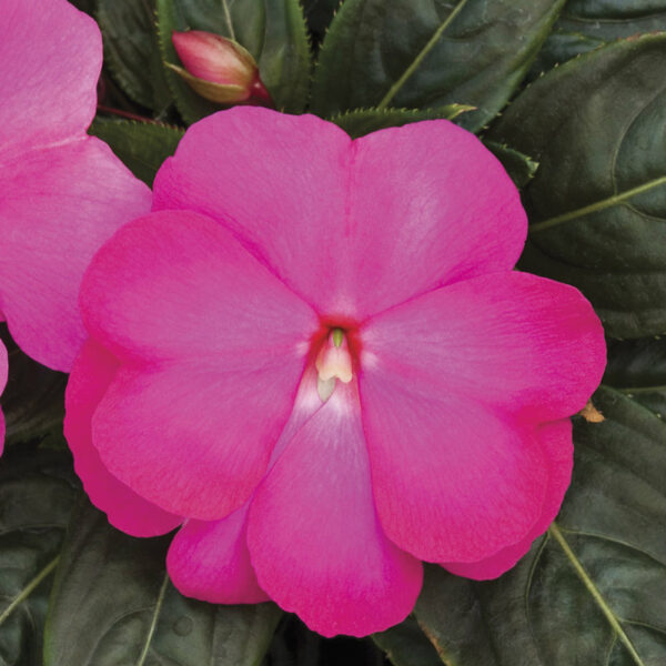 Imp. Super Sonic® Hot Pink