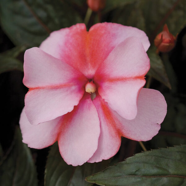 Imp. Super Sonic® Sweet Cherry