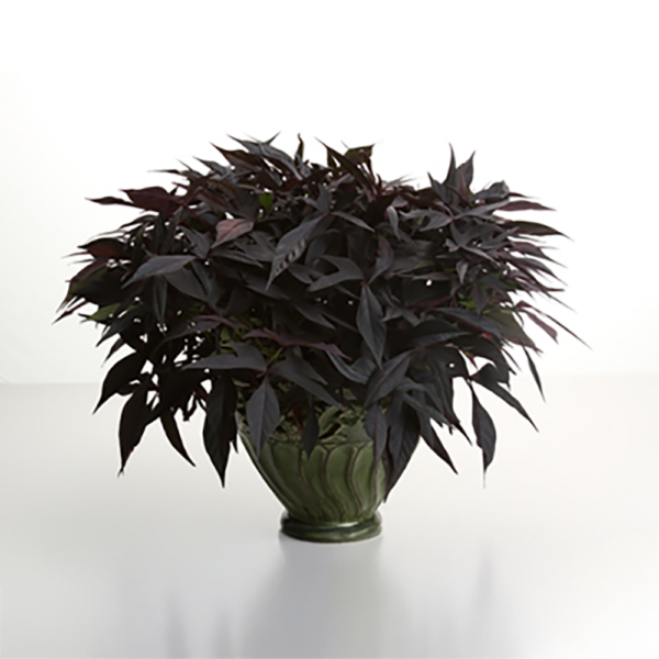 Ipomoea Illusion® Midnight Lace