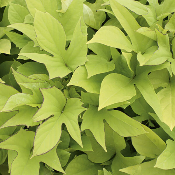 Ipomoea Sweet Caroline Light Green