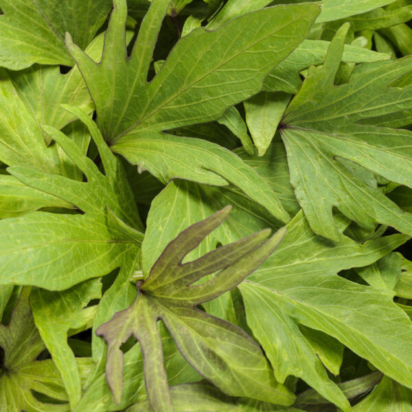 Ipomoea Sweet Caroline Medusa™ Green