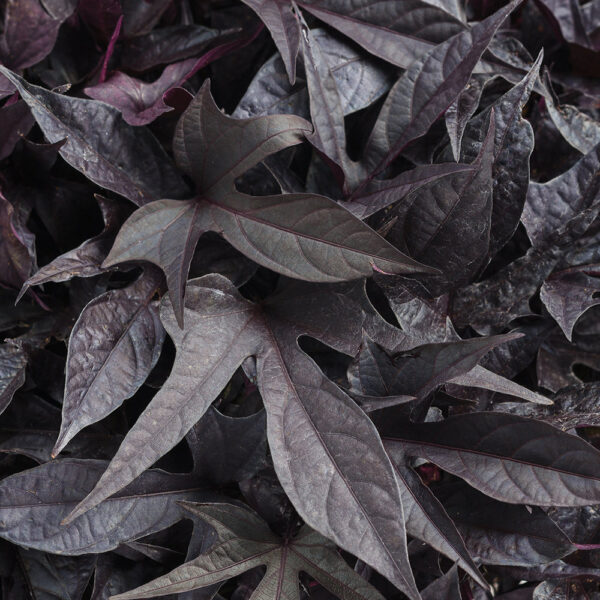 Ipomoea Sweet Caroline Raven™