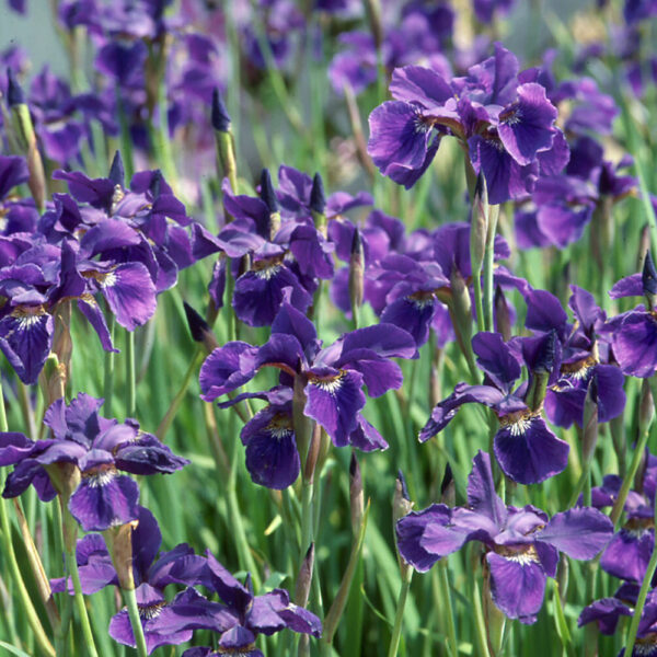 Iris sib. 'Caesars Brother'