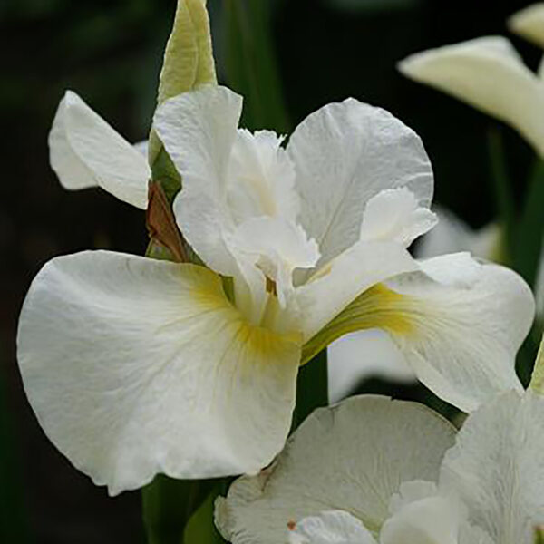 Iris sib. 'Snow Queen'