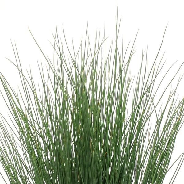Juncus inf. 'Blue Arrows'