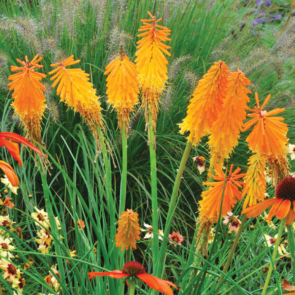 Kniphofia 'Mango Popsicle'