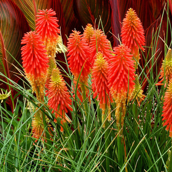 Kniphofia 'Papaya Popsicle'