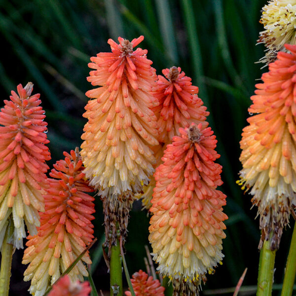 Kniphofia Pyromania® 'Hot and Cold'