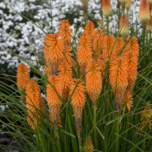 Kniphofia Pyromania® 'Orange Blaze'