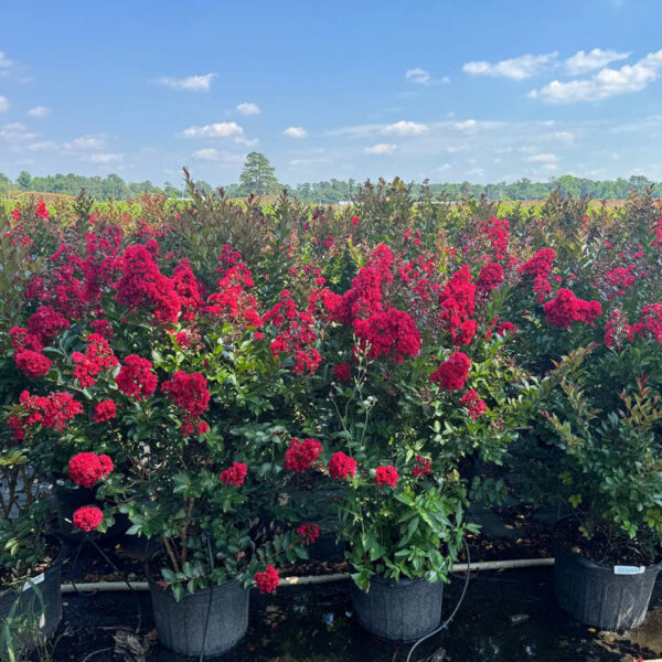 Lagerstroemia Enduring Summer™ Red - Image 5