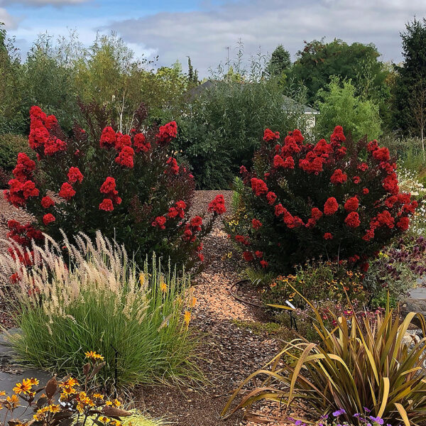 Lagerstroemia Enduring Summer™ Red - Image 2
