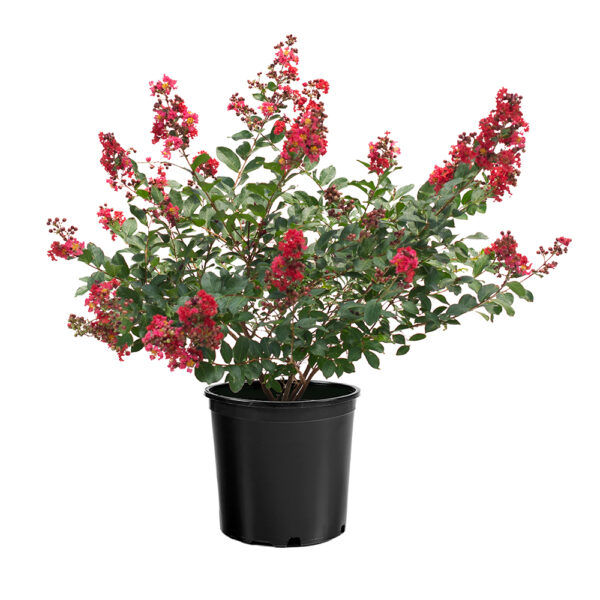 Lagerstroemia Enduring Summer™ Red - Image 4