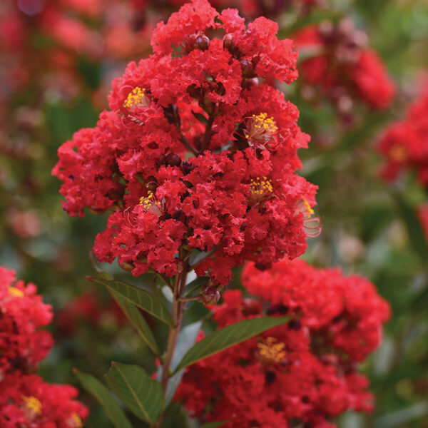 Lagerstroemia Enduring Summer™ Red