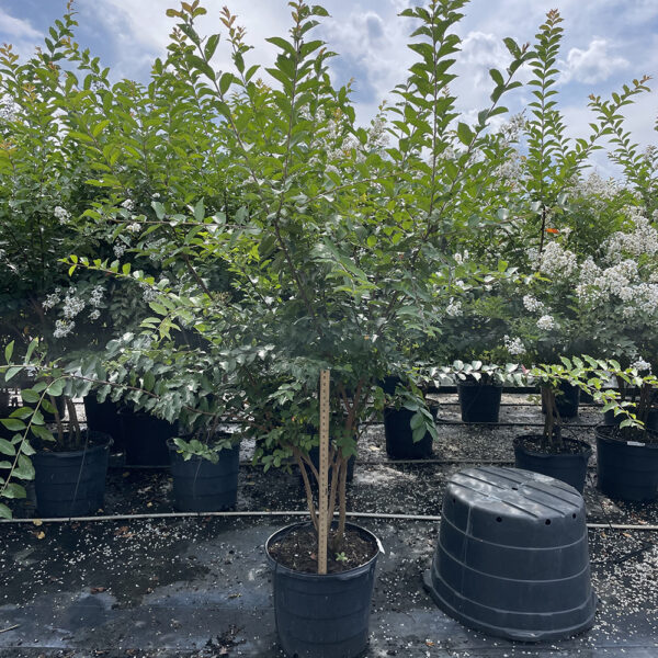 Lagerstroemia x 'Natchez'