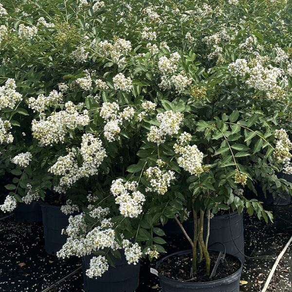 Lagerstroemia x 'Natchez'