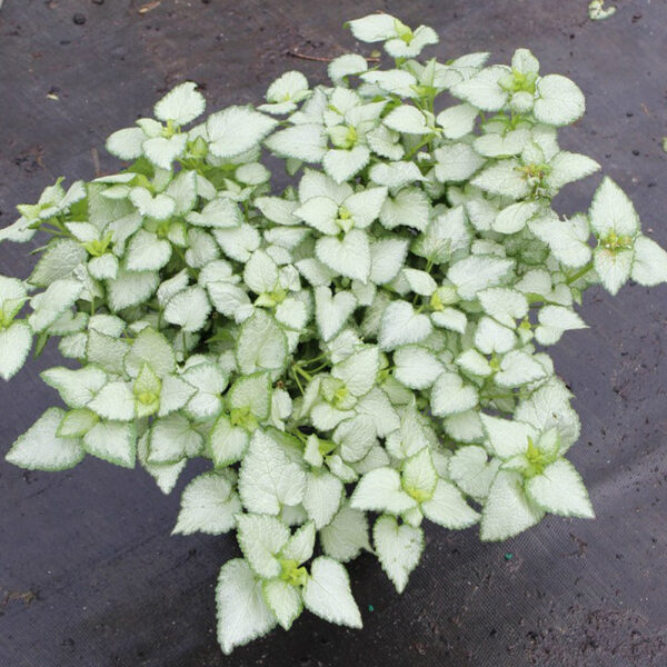 Lamium mac. 'Purple Dragon'