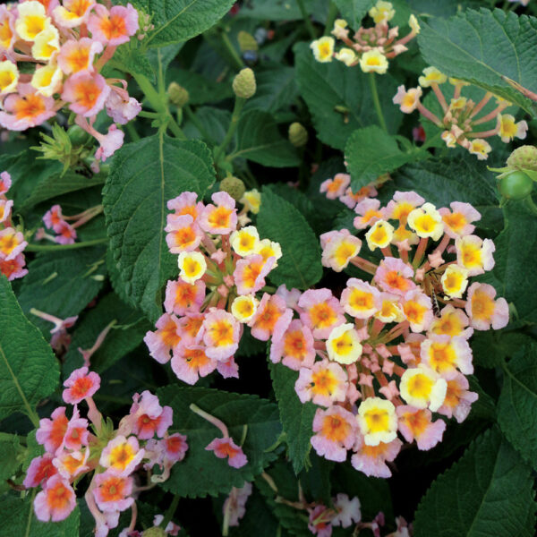 Lantana Bandana® Peach