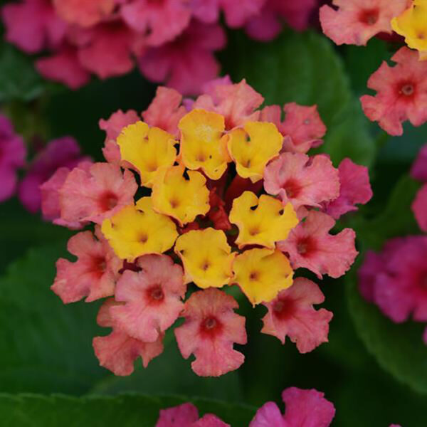 Lantana Bloomify™ Rose