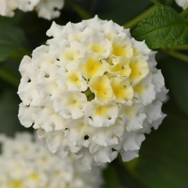 Lantana Bloomify™ White