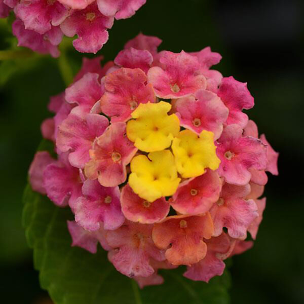 Lantana Landmark™ Sunrise Rose