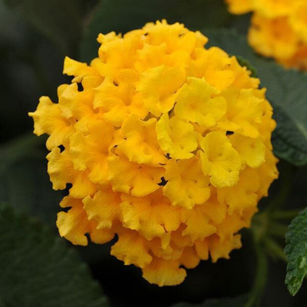 Lantana Landmark™ Yellow