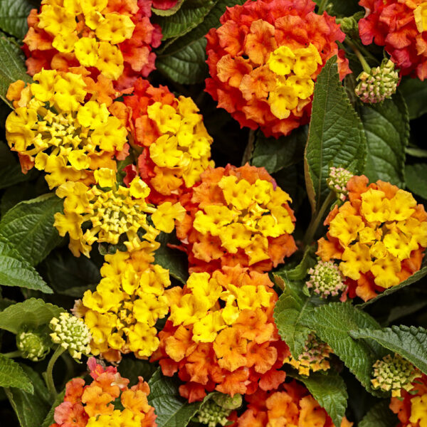 Lantana Luscious® Basket Tangelo™