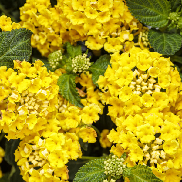 Lantana Luscious® Citron™