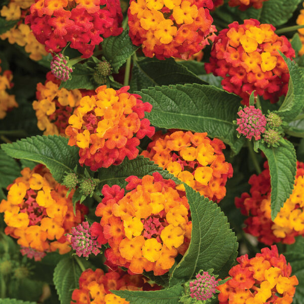 Lantana Luscious® Citrus Blend'™