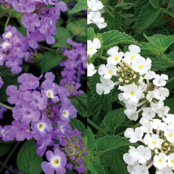 Lantana Luscious® Grape & Trailing White