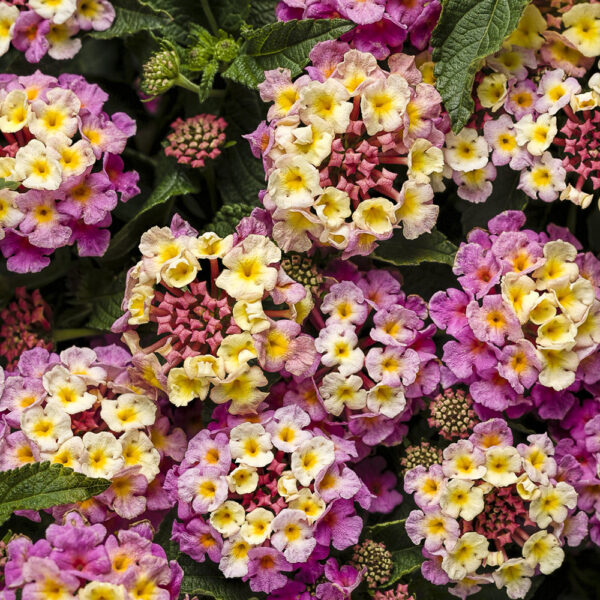 Lantana Luscious® Pinkberry Blend™