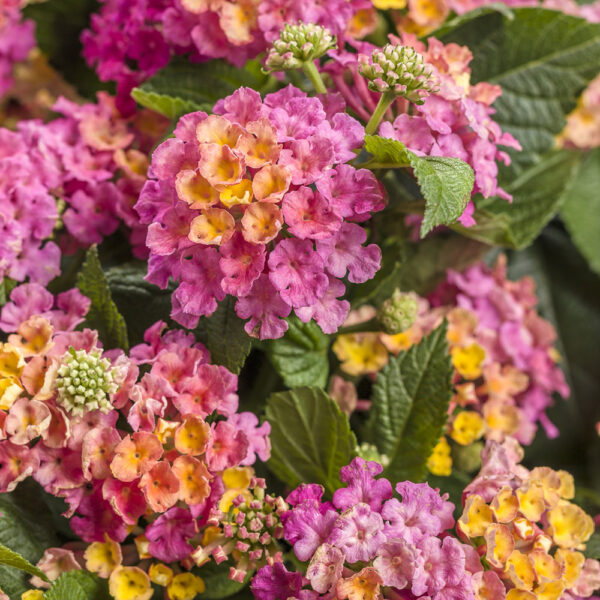 Lantana Luscious® Royale Cosmo
