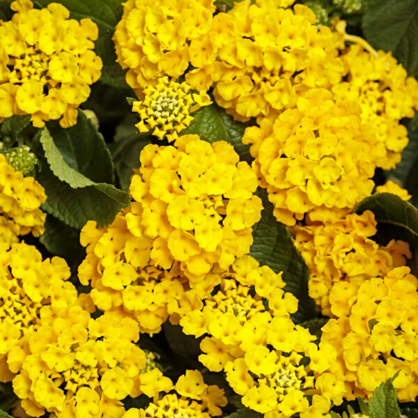 Lantana Luscious® Royale Lemon Tart™
