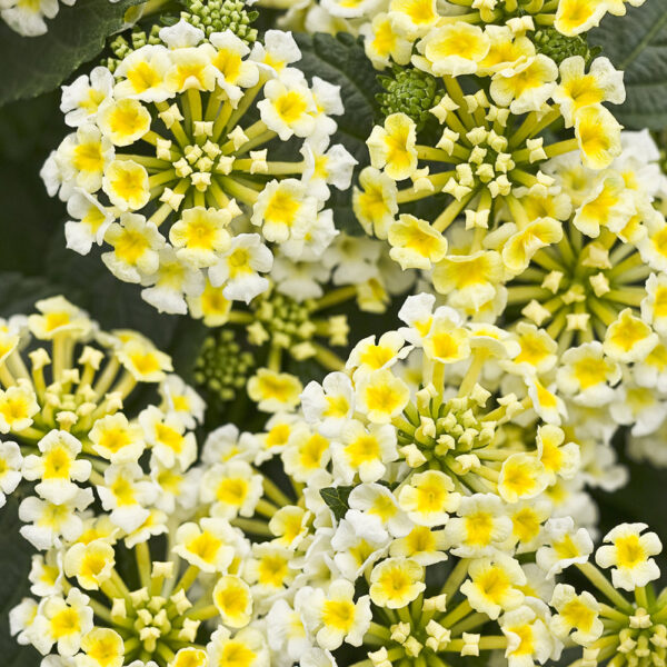 Lantana Luscious® Royale Pina Colada
