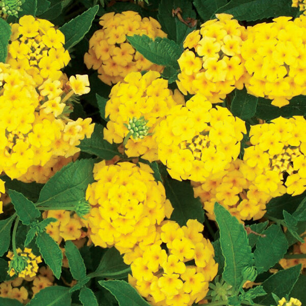 Lantana 'New Gold'