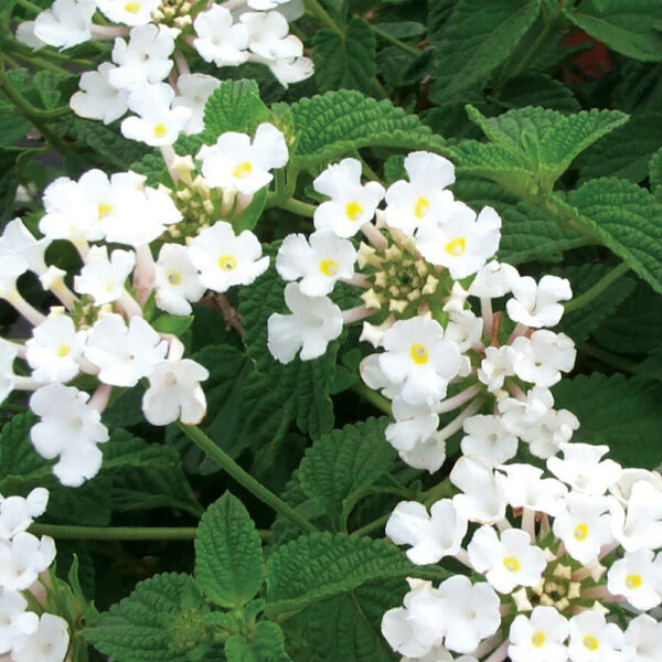 Lantana 'Trailing White'