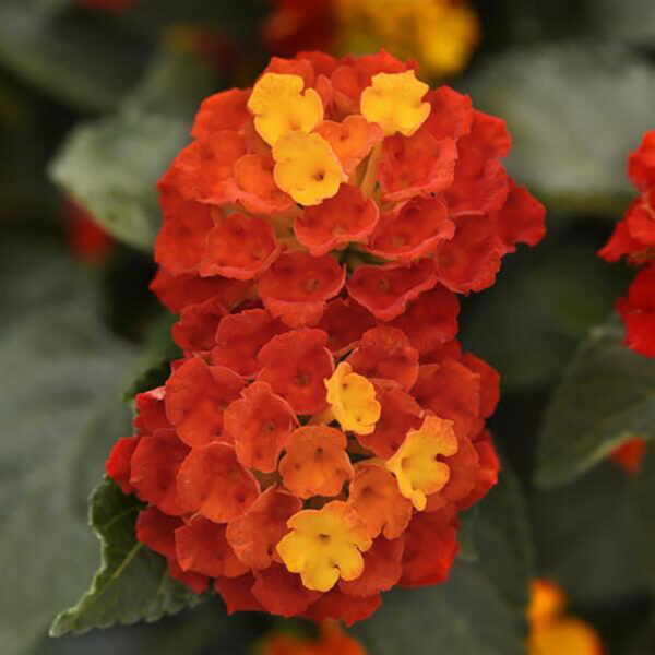 Lantana cam. Shamrock™ Red