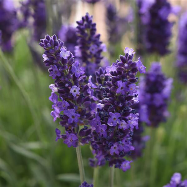 Lavandula ang. Blue Spear