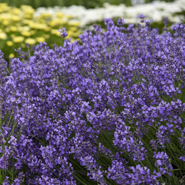 Lavandula ang. 'Munstead'