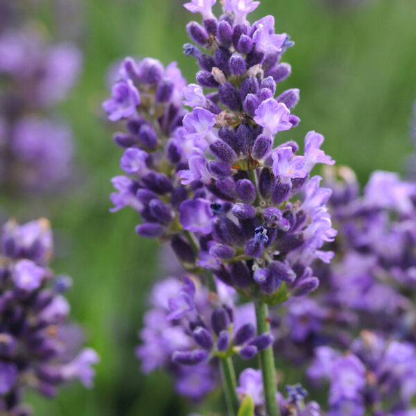 Lavandula ang. SuperBlue